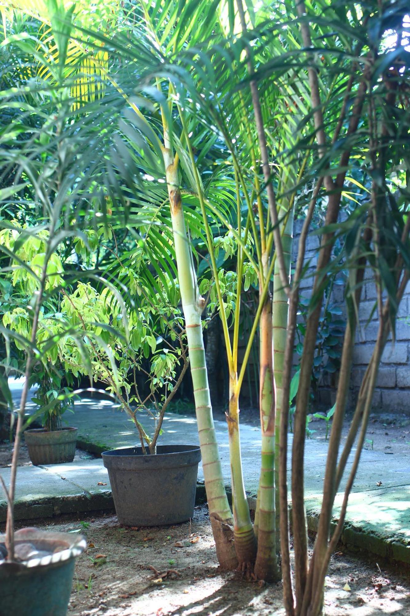 Three V Homestay Kuta  Esterno foto